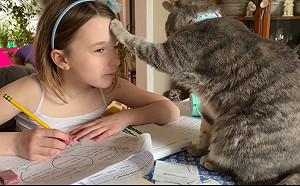 (影)女孩正在寫功課　貼心喵皇「摸額加持」：保佑妳成績進步！