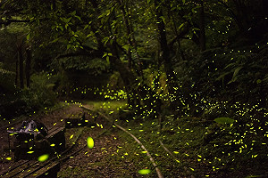 尋找火金姑秘境！把握4訣竅賞螢不用人擠人