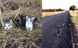 (影)女子遛狗遇見十隻遺棄小貓  全數屁顛飛奔尾隨她回家！