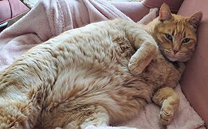 胖橘貓侵門踏戶睡沙發討肉吃　女子笑：你家在對面欸！