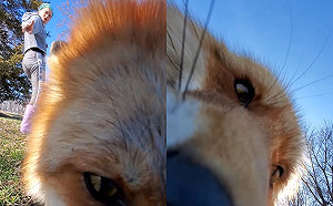 (影)調皮狐狸鬼祟偷走手機嘿嘿嘿直偷笑  女子狂追全程被錄下！