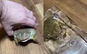 (影)小丑蛙被抓氣噗噗嘶嘶叫　一下水卻瞬間萌化！網：吸了笑氣？