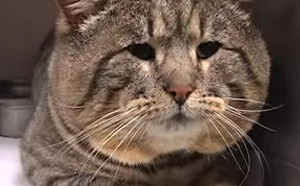 (影)走失貓潛入「狗糧倉庫」狂偷吃　半年後被屋主抓包：卡在狗門上！