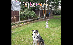 心愛布偶被吊整排　牧羊犬森七七不理媽呼喚：偶不回家！