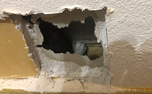 (影)家中牆角冒出毛毛掌還有詭異哭聲？推主深夜竟獲得小萌貓一隻！