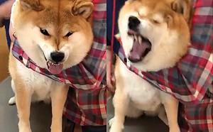 (影)偶不想打針！戲精柴鬼哭神號緊閉眼掙扎  獸醫傻：還在聽診欸！