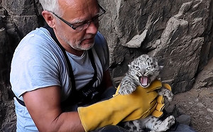 (影)專家趁「家裡沒大人」偷拜訪　野生小雪豹派慶慶直哈氣：偶跟馬麻講！