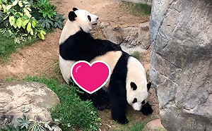 (影)18禁！沒有遊客參觀　貓熊十年來終於成功自主「嘿咻」