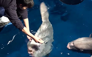 (影)飲食要控制！放飯時間翻車魚混亂簇擁　超強飼育員一秒認出：你吃過了走開