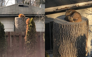 夫妻居家隔離但不寂寞　每天看狐狸打盹：歡迎常來喔！