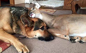 火爆狗狗遇上可愛小鹿竟轉性！「褓姆兼保鑣」細心溫柔呵護牠長大