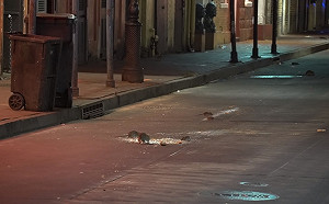 疫情打破生存系統　美國鼠類被迫與同類進行存亡激戰