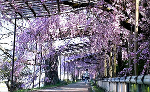 黃稔惠觀點》京都因武漢肺炎停辦或延期的活動 沒有一項和中國有關…