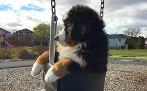 澳洲總理怒批WHO無視中國「再嚐野味」 江蘇肉品公司:禁食狗肉否定中國傳統