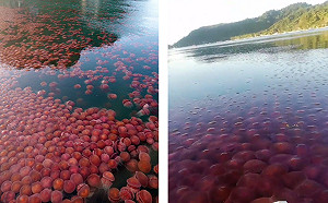 (影)菲律賓封邊境「一片粉紅浮海面」　3.2萬人讚爆：太壯觀