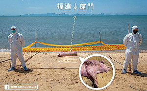 金門漂流豬屍檢驗呈陰性  海巡署：不會讓非洲豬瘟有機會作亂
