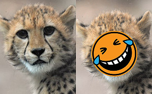 獵豹萌萌大眼好奇張望　下秒崩壞網笑：你是卸妝逆？