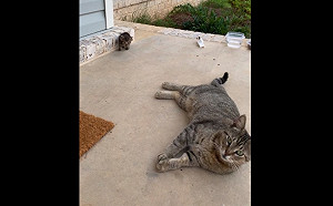(影)女子天天餵虎斑貓　一周後牠帶小貓出現：快認乾媽！
