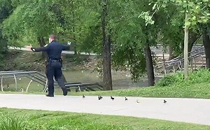 暖心員警一路護送　呆萌小鴨爭相屁顛跟上「找馬麻」！