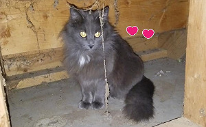 陌生黑貓躲到女子家陽台下　隔天竟給了她一個大驚喜！