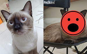 小萌貓養兩年竟長成胖大叔　網驚呆：怎麼還烤焦惹？