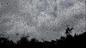 「疫」波未平一波又起！專家：蝗蟲數量暴增20倍 開始敲中國大門