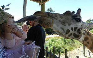 都沒人來！園區動物仍天天「會客區」癡等遊客：快來摸我肚肚