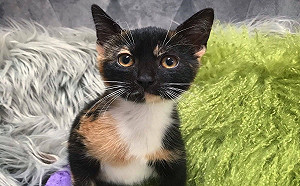 情侶以為中途三花貓很害羞　結果被強制收編：誤上賊船啦！