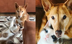 (影)淡定小黃坐等被賞貓拳　貓咪慢動作要打不打網：超煎熬欸！