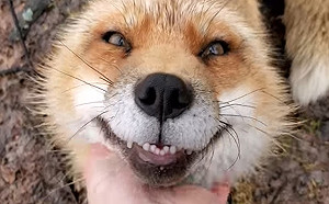 (影)狐狸被救後會翻肚討摸摸　叫聲超萌又愛笑網：已融化！