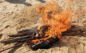 金門又見中國大陸海漂豬屍 確染非洲豬瘟