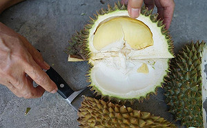 黑科技讓你意想不到！榴槤除了臭居然還能充電