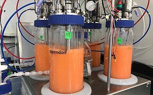 取代棕櫚油？比爾蓋茲投資新創公司以微生物發酵合成棕櫚油！