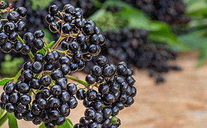 擔心中標心好累！新冠肺炎讓這些食材成為熱門關鍵字