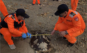 海洋悲歌！苗栗海角樂園驚見死亡欖蠵龜