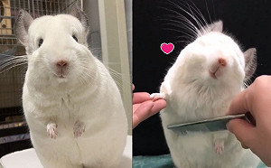 可愛「鼠」了！雪白龍貓梳毛好陶醉　還會換姿勢：這邊也要