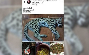 披著人皮的惡魔！女把小石虎扒皮烤來吃 發文炫耀：這是今日的晚餐