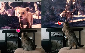 (影)貓咪看「獅子王」好入迷　危機時刻竟大叫：別欺負我同類！