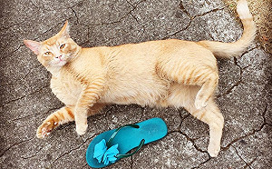 橘貓出門必帶「伴手禮」回家　贓物一堆逼媽開失物招領IG