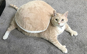 (影)夫妻想到收容所領養小貓　結果竟帶出15公斤多趾胖橘喵！