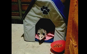 心疼浪浪！女子每天餵乾乾還暖心備窩　一天深夜卻驚覺「另有其毛」