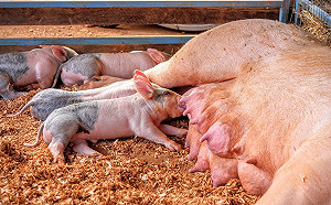 武漢肺炎釀牛奶、豬肉供過於求！美養豬戶考慮讓豬安樂死