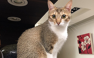 武漢肺炎》全美寵物感染首例！紐約2家貓確診