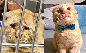 (影)收容所乏人問津大頭橘貓滿臉哀傷　女子心疼：跟我回家吧！