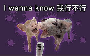 「I Wanna Know我行不行！」 台灣小豬將返國際 海巡署最怕轉角遇見豬