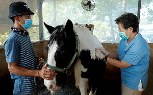 泰國傳「非洲馬瘟」 中國疫情恐一波未平一波又起