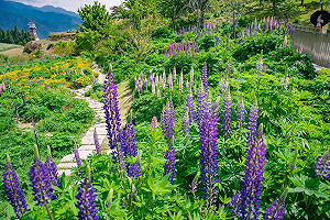 連假賞花去！福壽山農場魯冰花5月進入盛開期