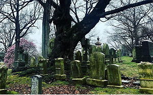 抗疫到墓園散步！運動避人群 紐約媒體竟提供墓園資訊