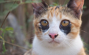 泰國三花貓「黑眼圈」超特別　網全噴笑：熬夜不好啦！