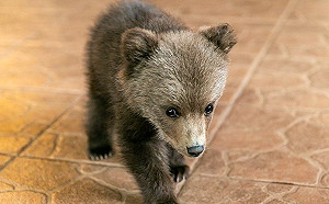 農夫發現「熊寶貝」闖家園覓食　擔心牠獨自流浪只好收編！